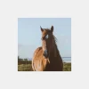 Coproscopie Cheval
