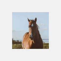 Coproscopie Cheval